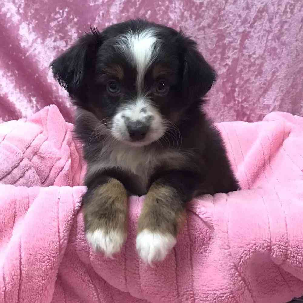 Female Miniature Australian Shepherd Puppy for Sale in OMAHA, NE