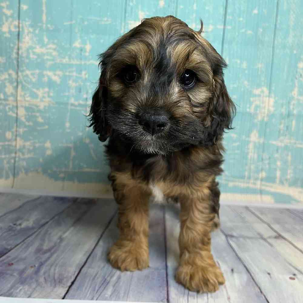 carousel pet images