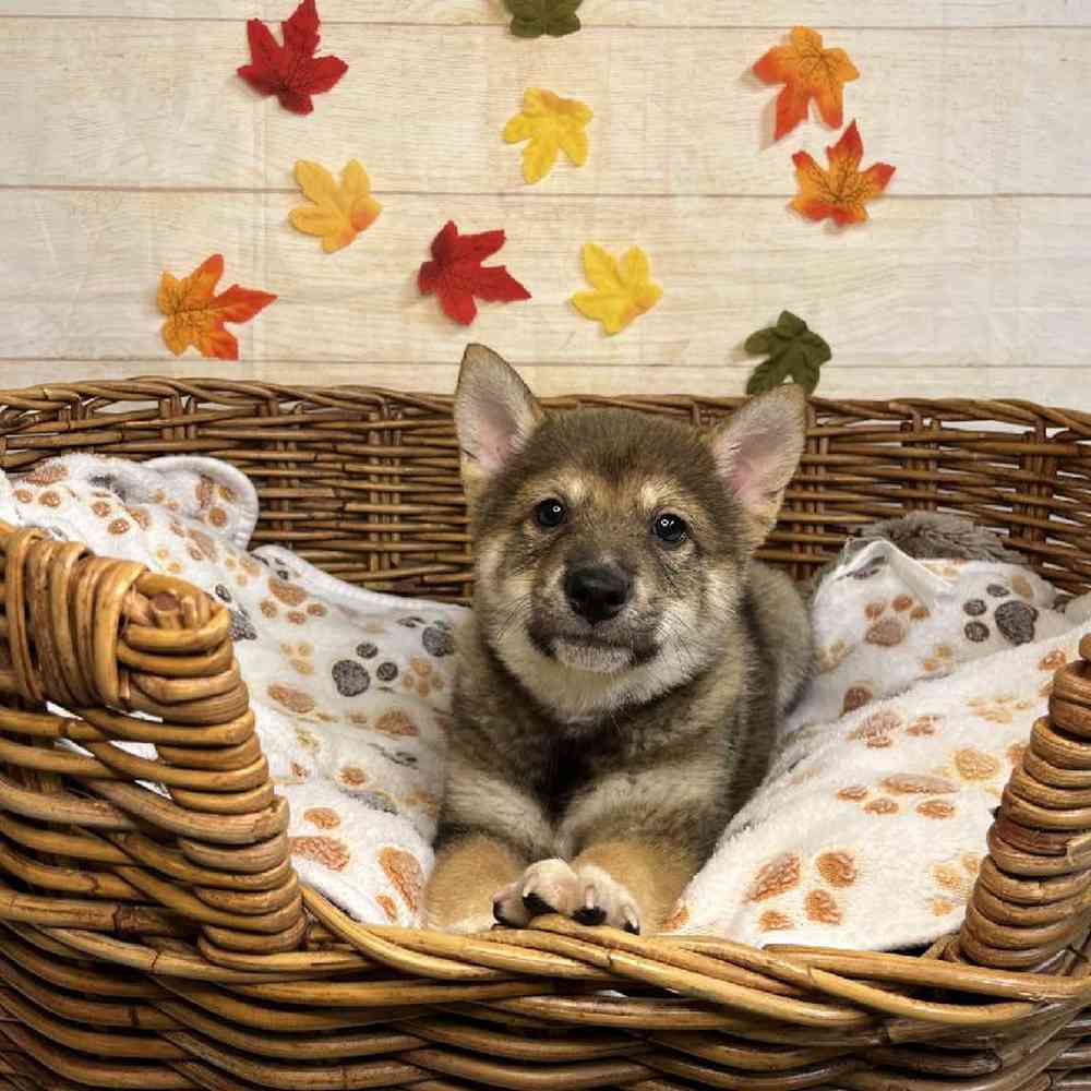 carousel pet images