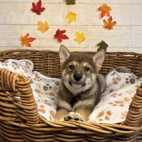 Shiba Inu