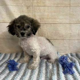 Bichon Frise-Poodle