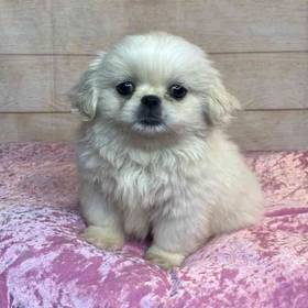 Pekingese