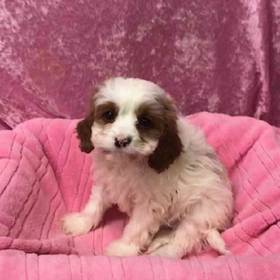 Cavalier King Charles/Poodle