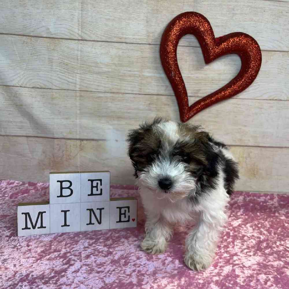 carousel pet images