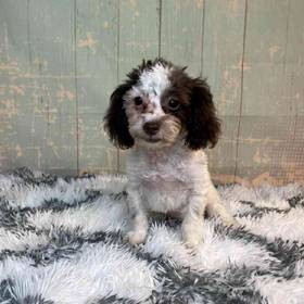 ShihTzu/Poodle