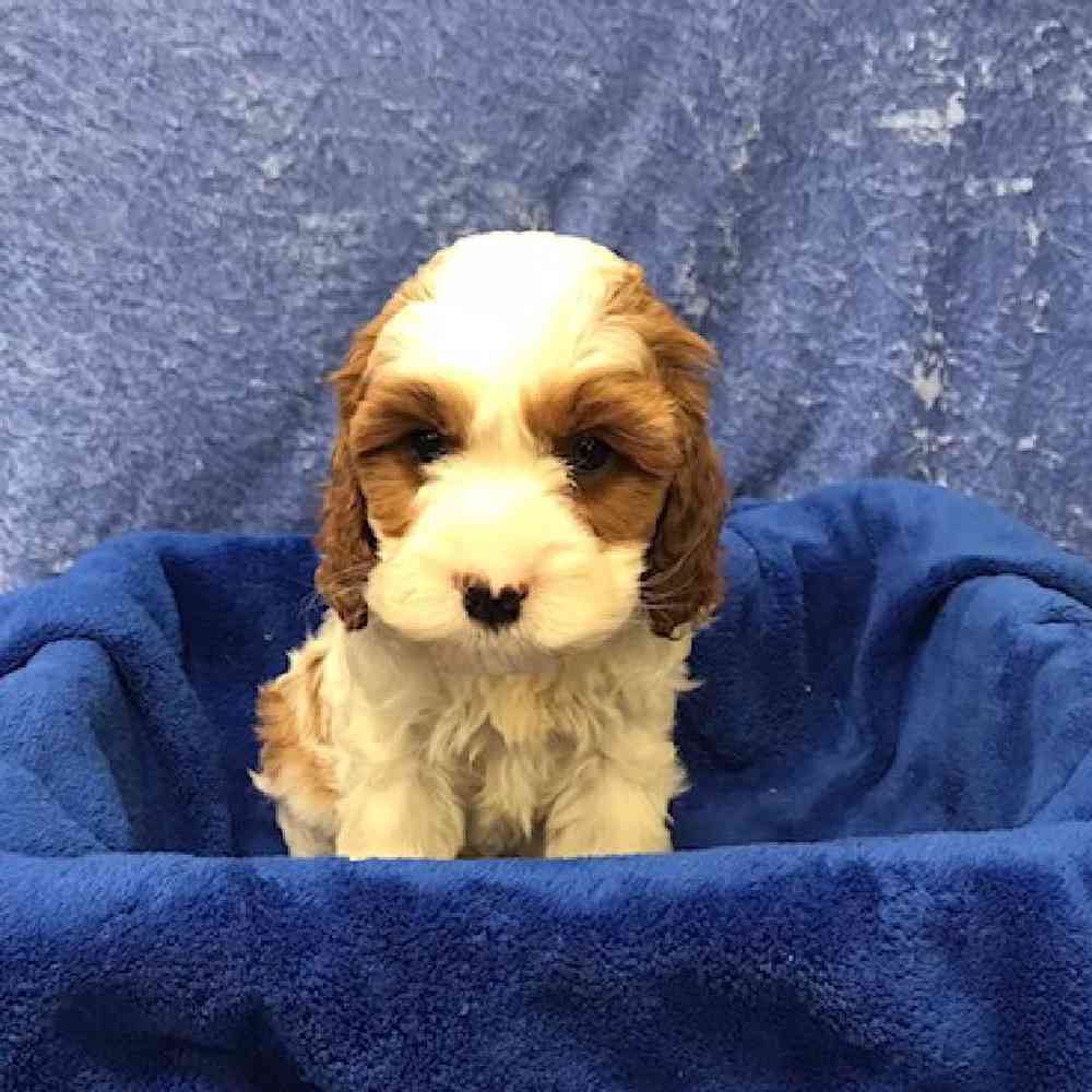 carousel pet images