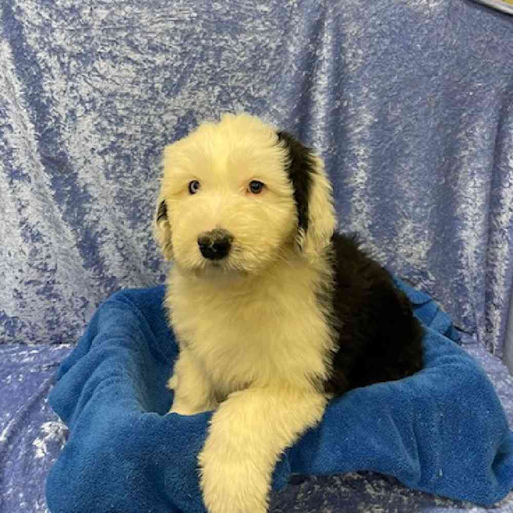 Old English Sheepdog Puppy for sale Tullys Kennels