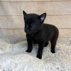 Schipperke