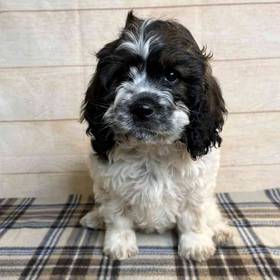 Cocker Spaniel/Poodle