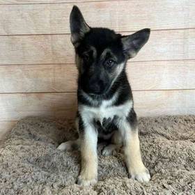 German Shepherd/ Siberian Husky