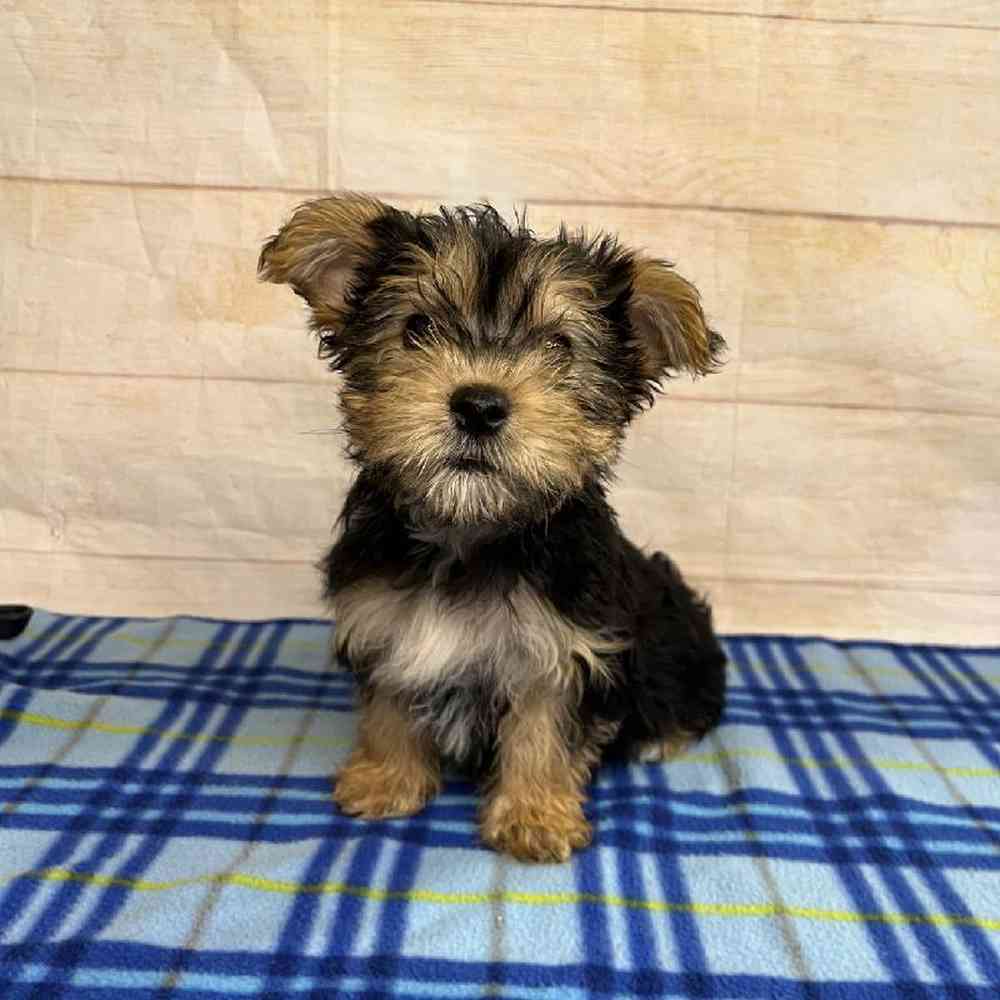 Image of a pet breed in the gallery