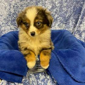 Miniature Australian Shepherd