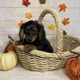 Dachshund