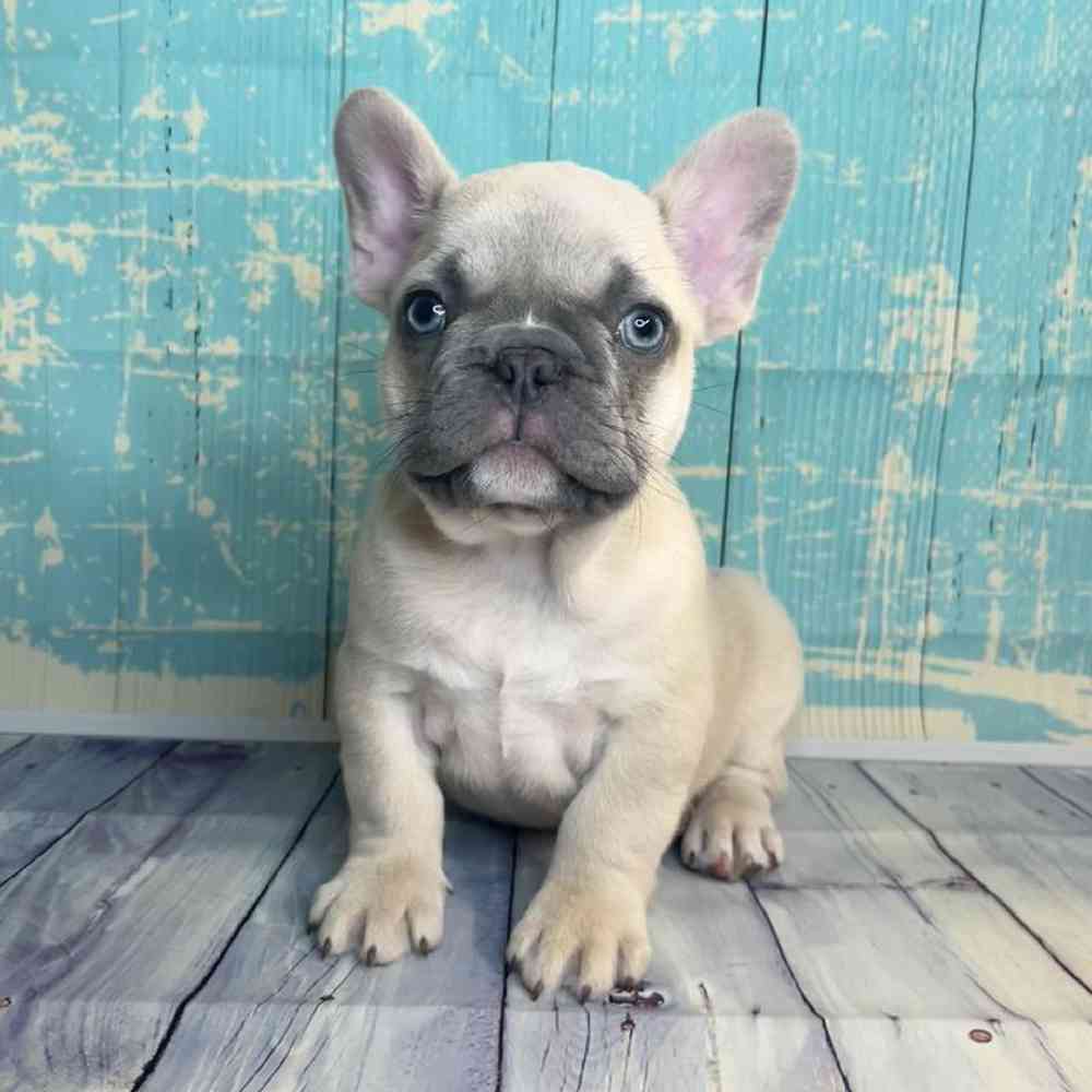 Image of a pet breed in the gallery