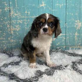 Cavalier King Charles Spaniel