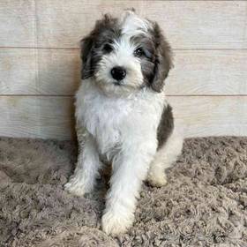 Old English Sheepdog/Poodle