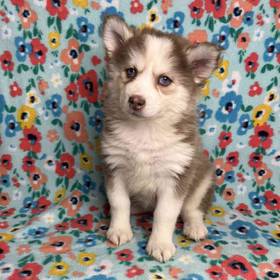Pomeranian/Siberian Husky