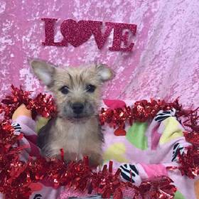 Cairn Terrier-Yorkshire Terrier