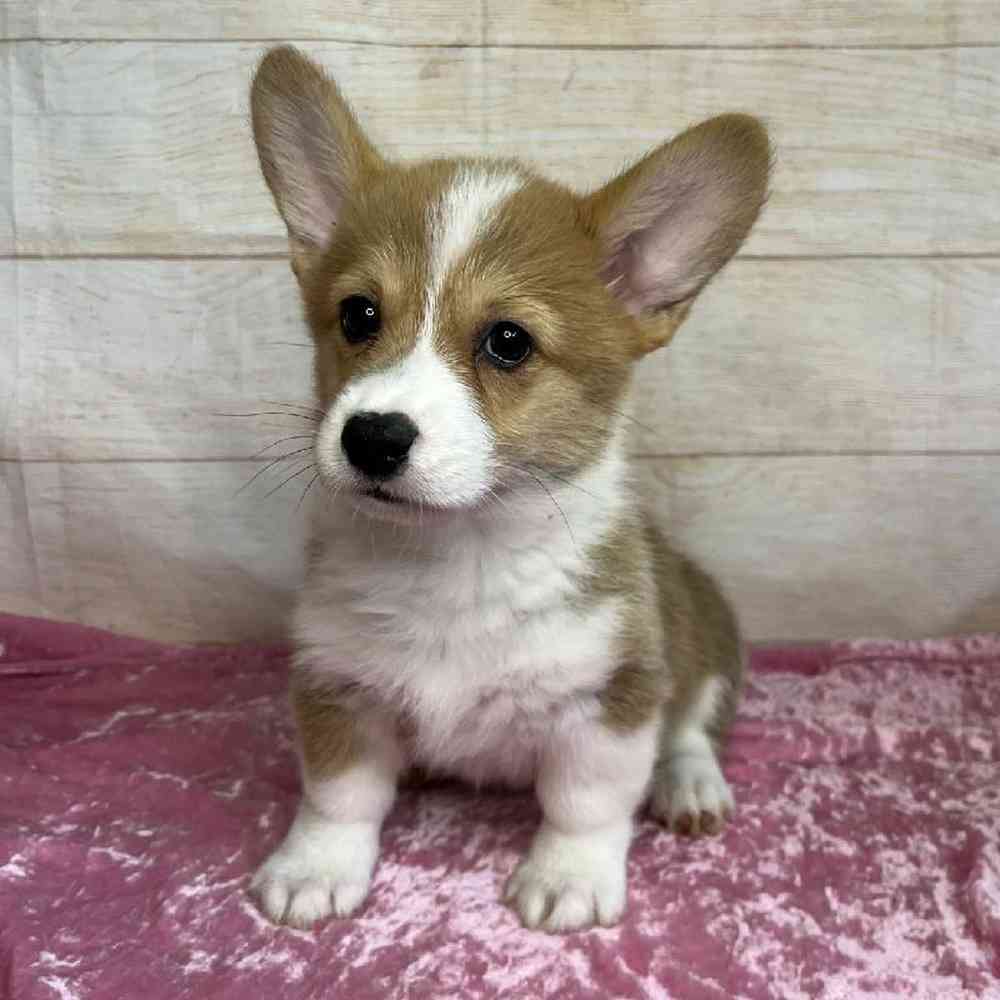 Image of a pet breed in the gallery