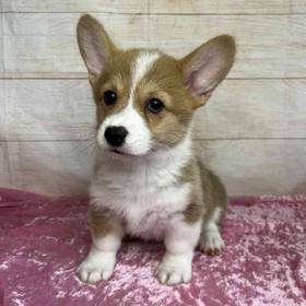 Pembroke Welsh Corgi