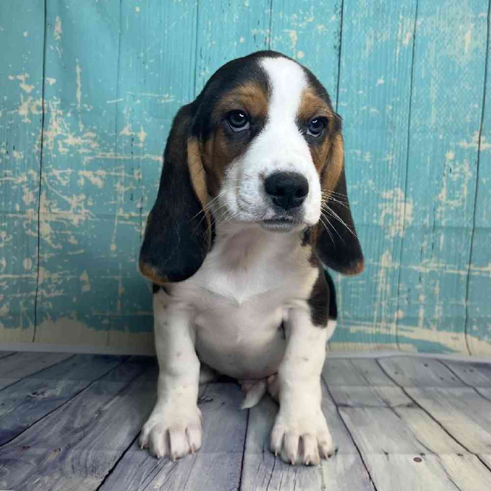 Image of a pet breed in the gallery