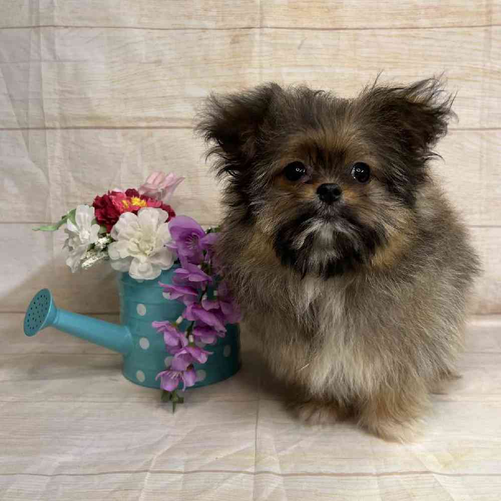 carousel pet images