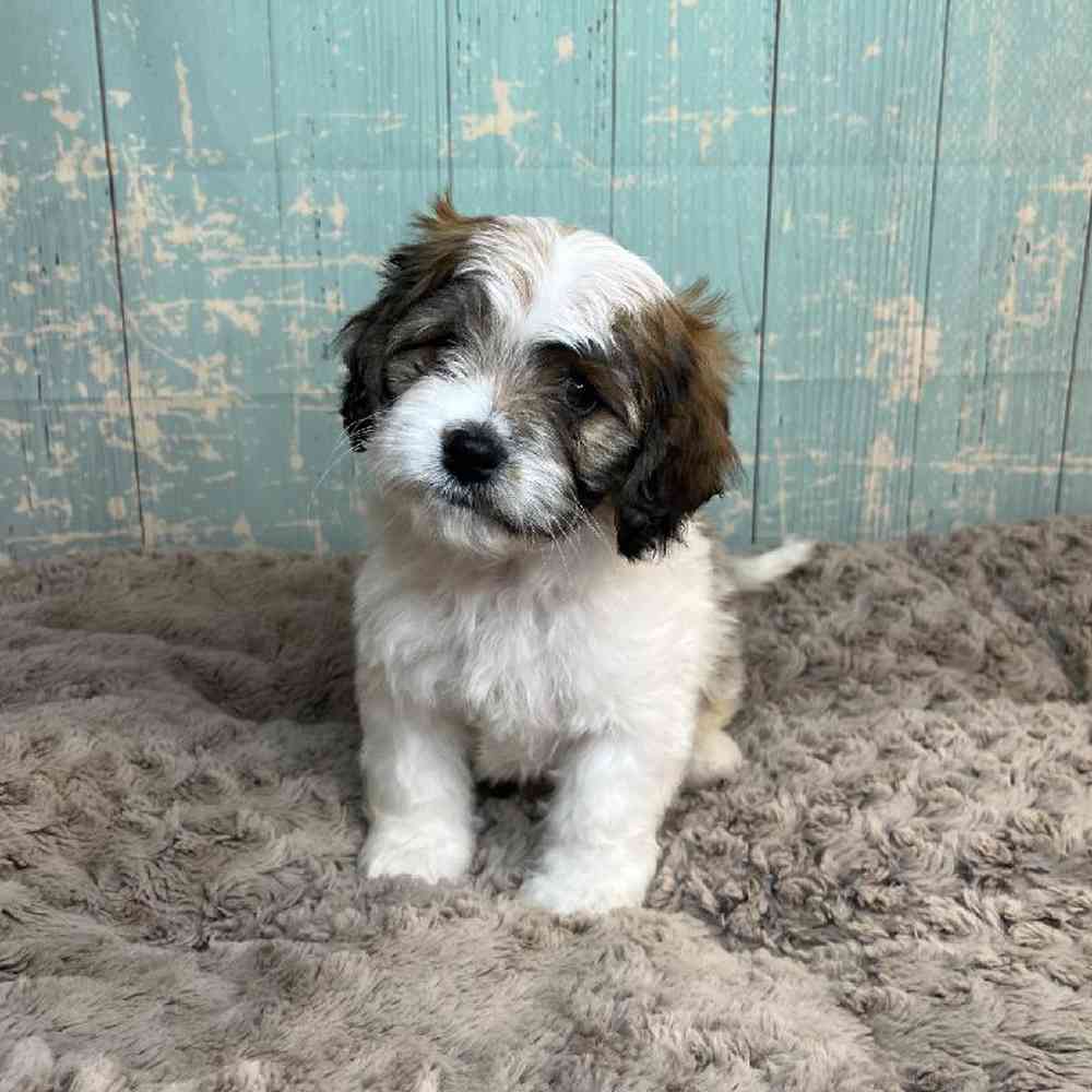 carousel pet images