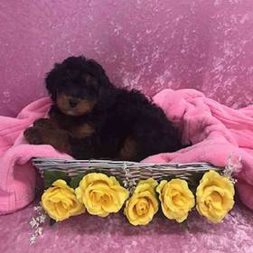 Bernese Mountain Dog/Poodle
