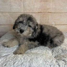 Old English Sheepdog/Poodle