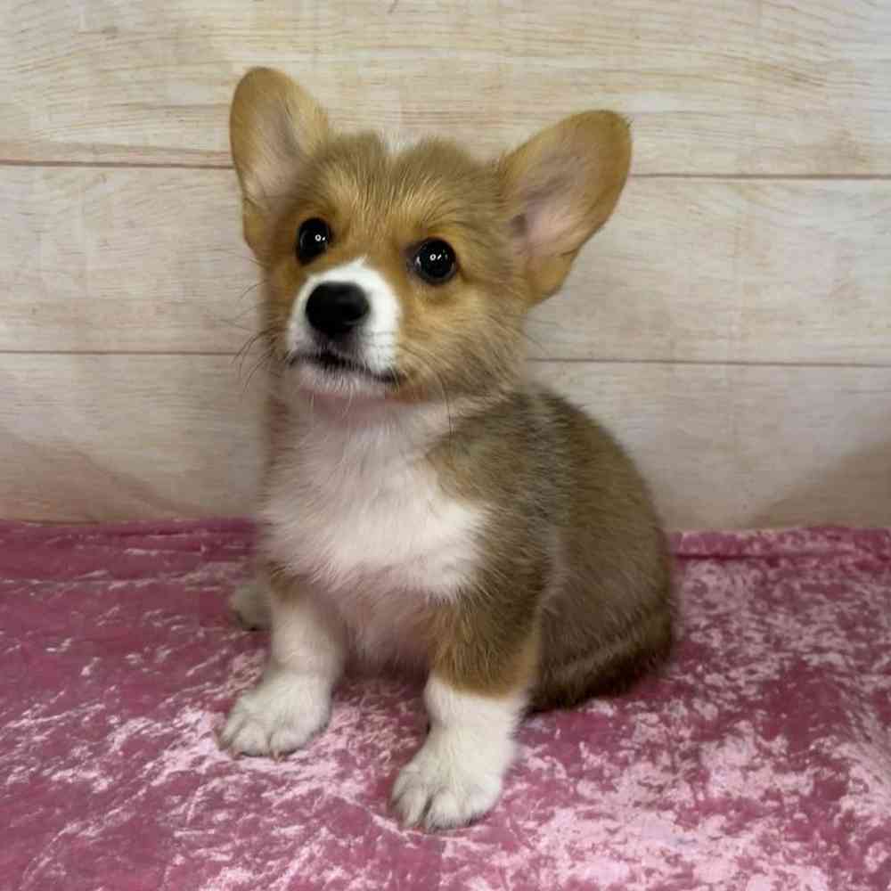 Image of a pet breed in the gallery