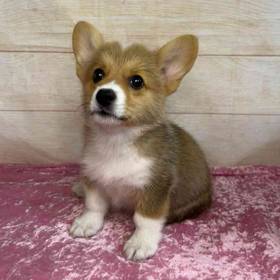 Pembroke Welsh Corgi
