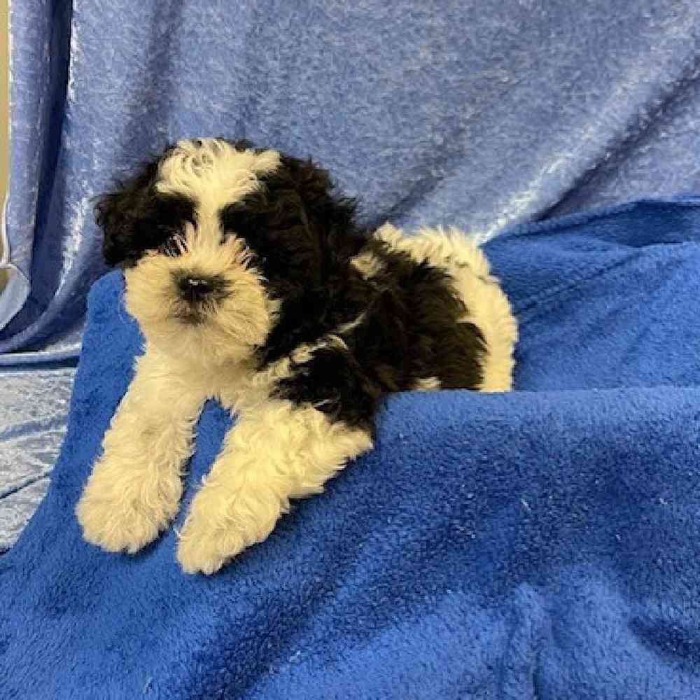 carousel pet images