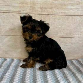 Yorkshire Terrier