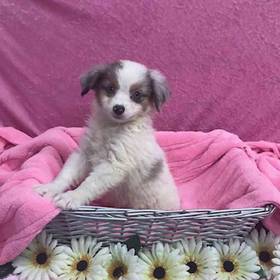 Miniature Australian Shepherd