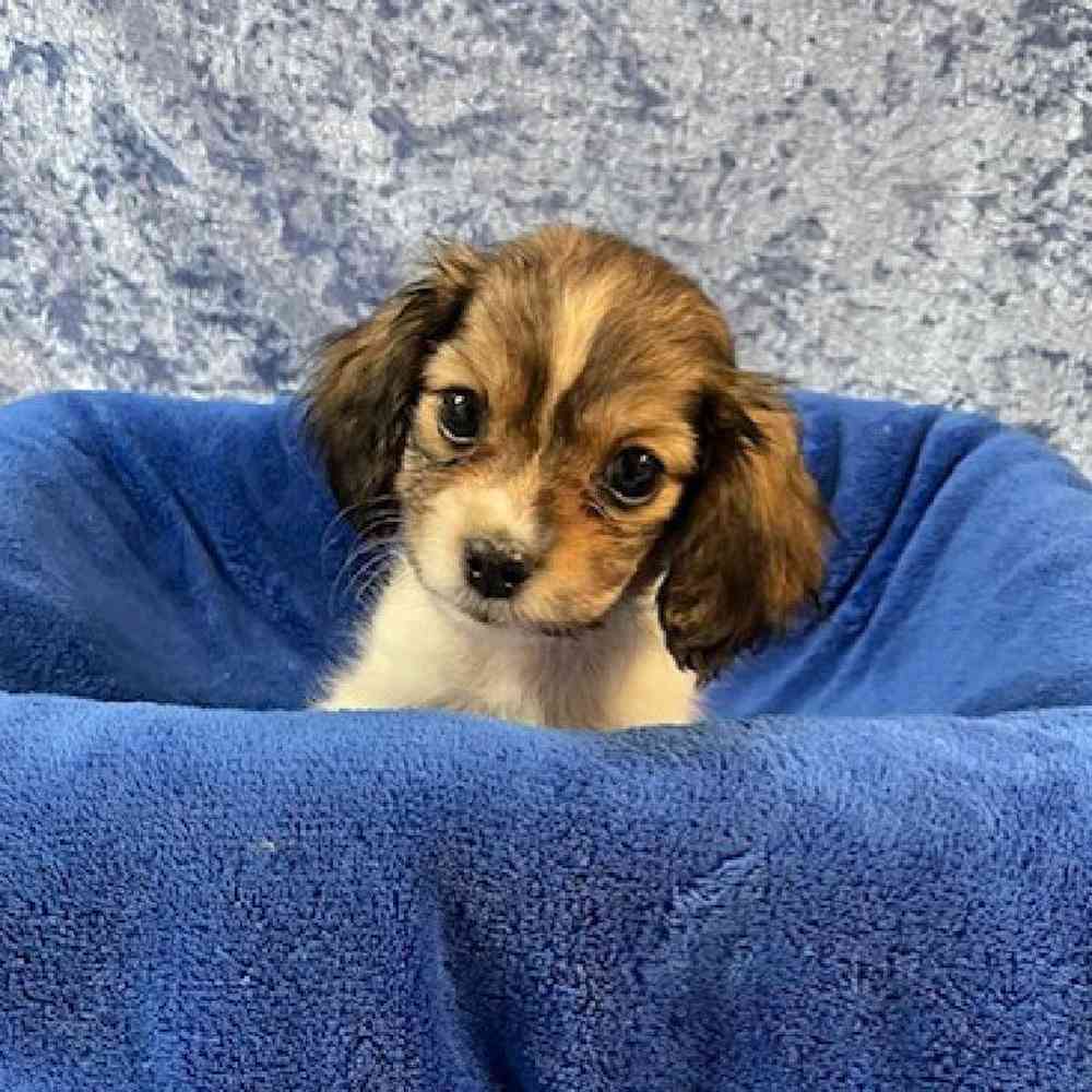 Dachshund/Pekingese Puppy for sale Tullys Kennels