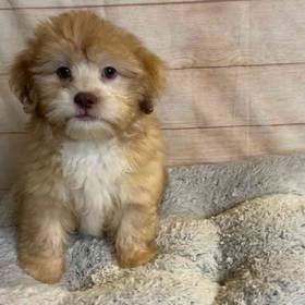 ShihTzu/Poodle