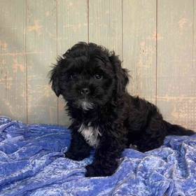ShihTzu/Poodle