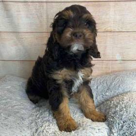 Cocker Spaniel/Poodle
