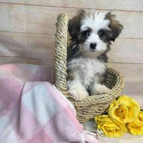 ShihTzu/Poodle