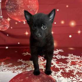 Schipperke