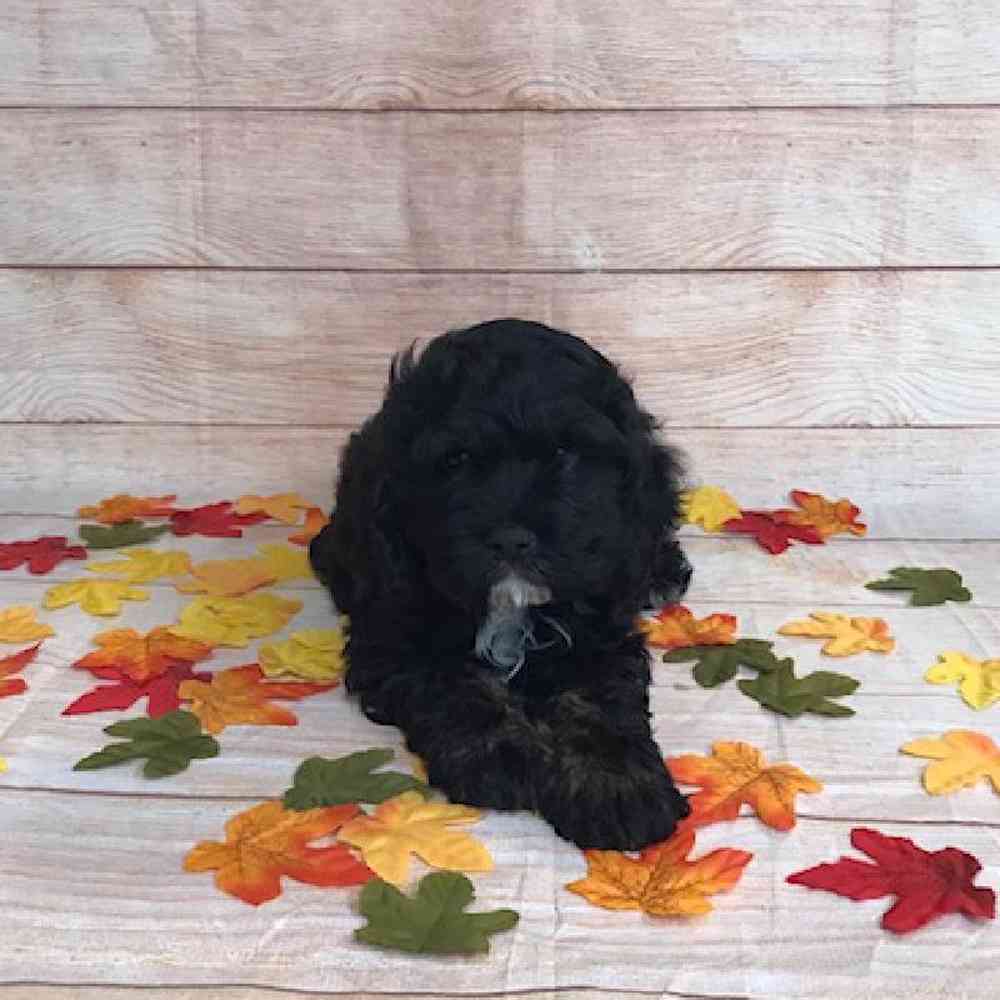 carousel pet images