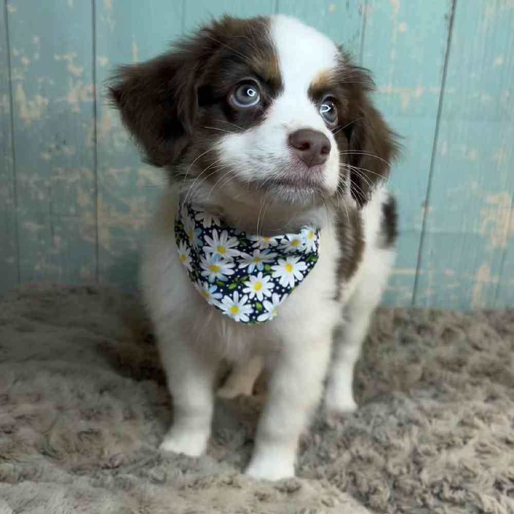 carousel pet images
