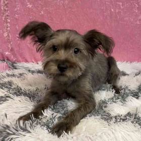 Yorkshire Terrier/Poodle