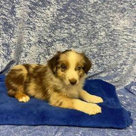 Australian Shepherd