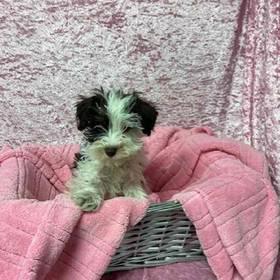 Miniature Schnauzer