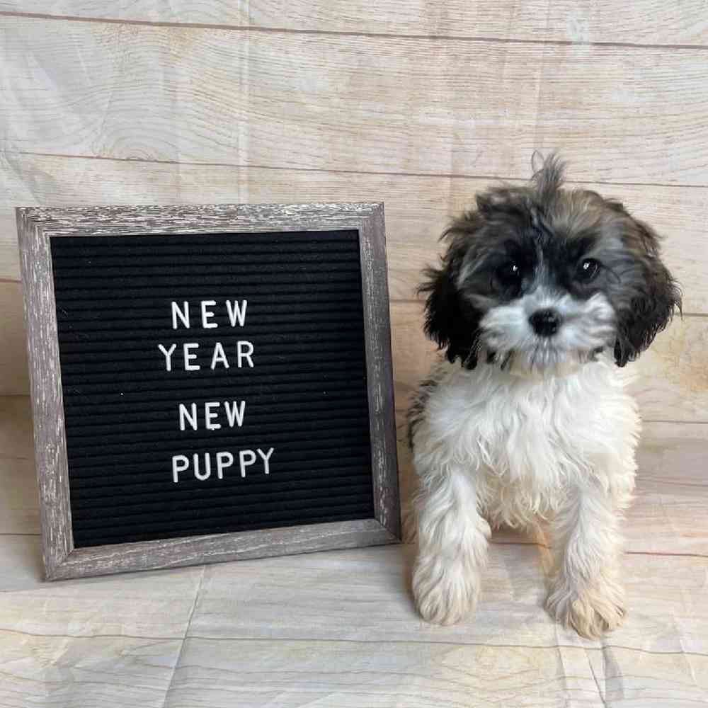 carousel pet images