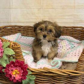 Havanese