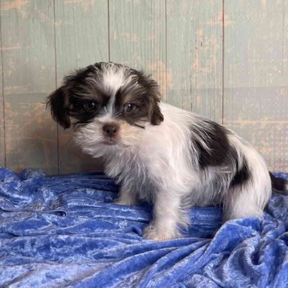 carousel pet images