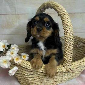 Cavalier King Charles Spaniel