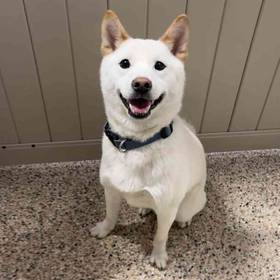 Relocation-Shiba Inu